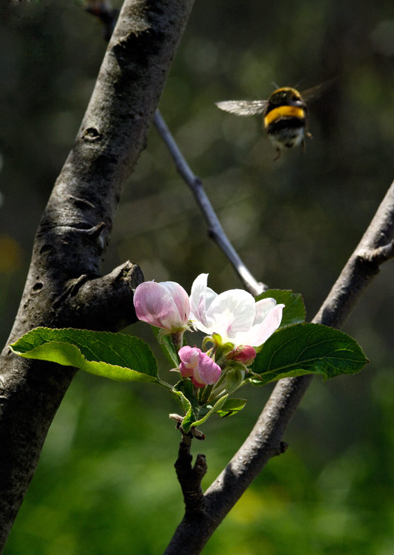 20060424_6791_a.jpg