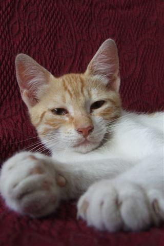 2006_08020024 (Small).JPG