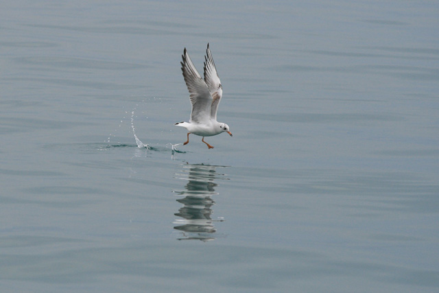 20070121 187 c orig web.jpg