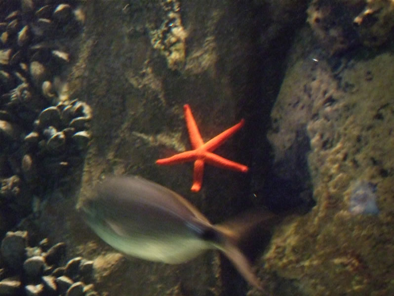 2007_0428acquarioandgenova0020.jpg