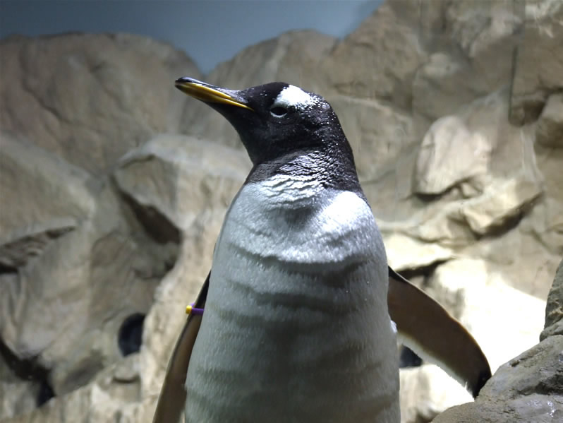 2007_0428acquarioandgenova0029.jpg