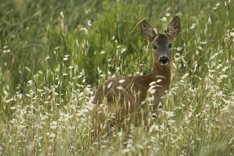 2009_06070035_800.jpg