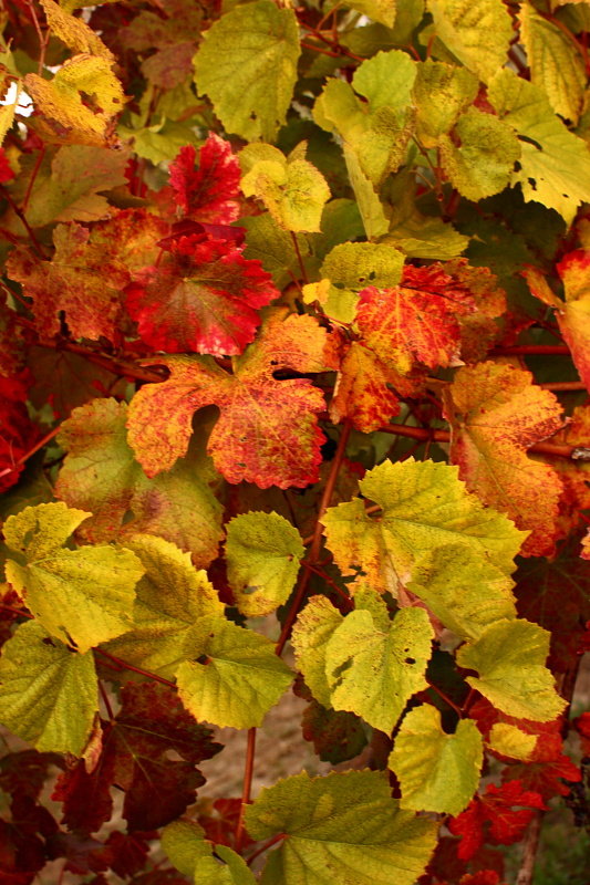 2009_10_27_8256web.JPG