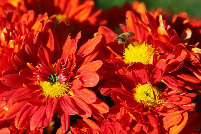 2009_11_12_8849web.jpg