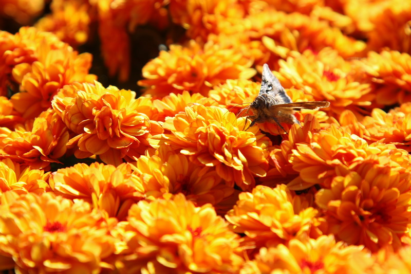 2009_11_12_8853web.jpg