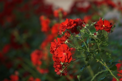 200 F 2.8.jpg