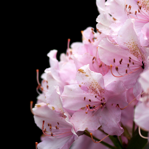 200mm fiore2.jpg