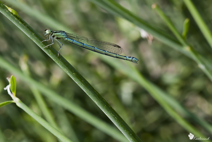 2010_06_06 - platycnemis pinnipes - 04.jpg