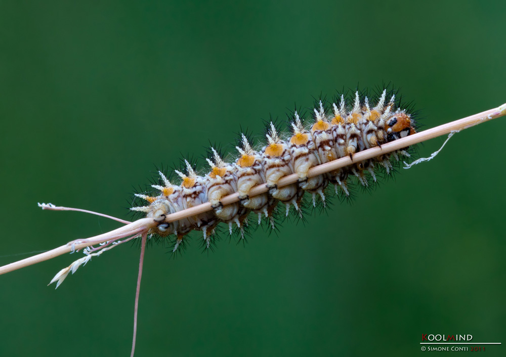 2011_05_21-melitea-didyma-5815L.jpg
