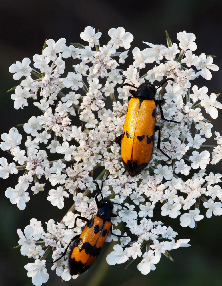 2011_07_30---mylabris-variabilis---7175-vert.jpg