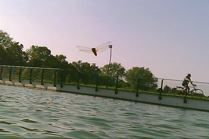 20120916 - Laghetto Malaspina_Libellule_005.jpg