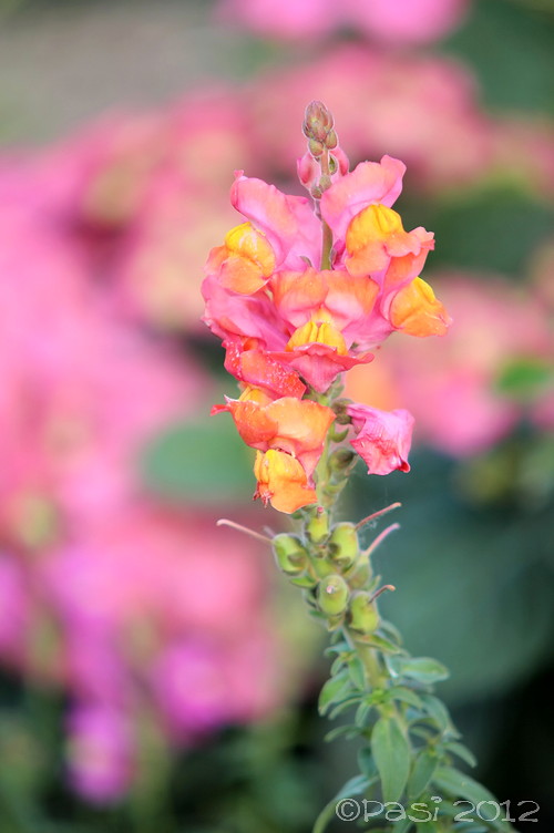 2012_05_23_5425.jpg