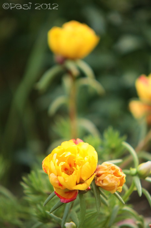 2012_05_23_5431.jpg