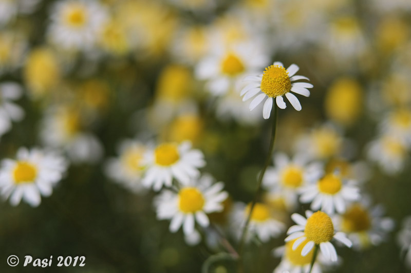 2012_05_27_5654.jpg