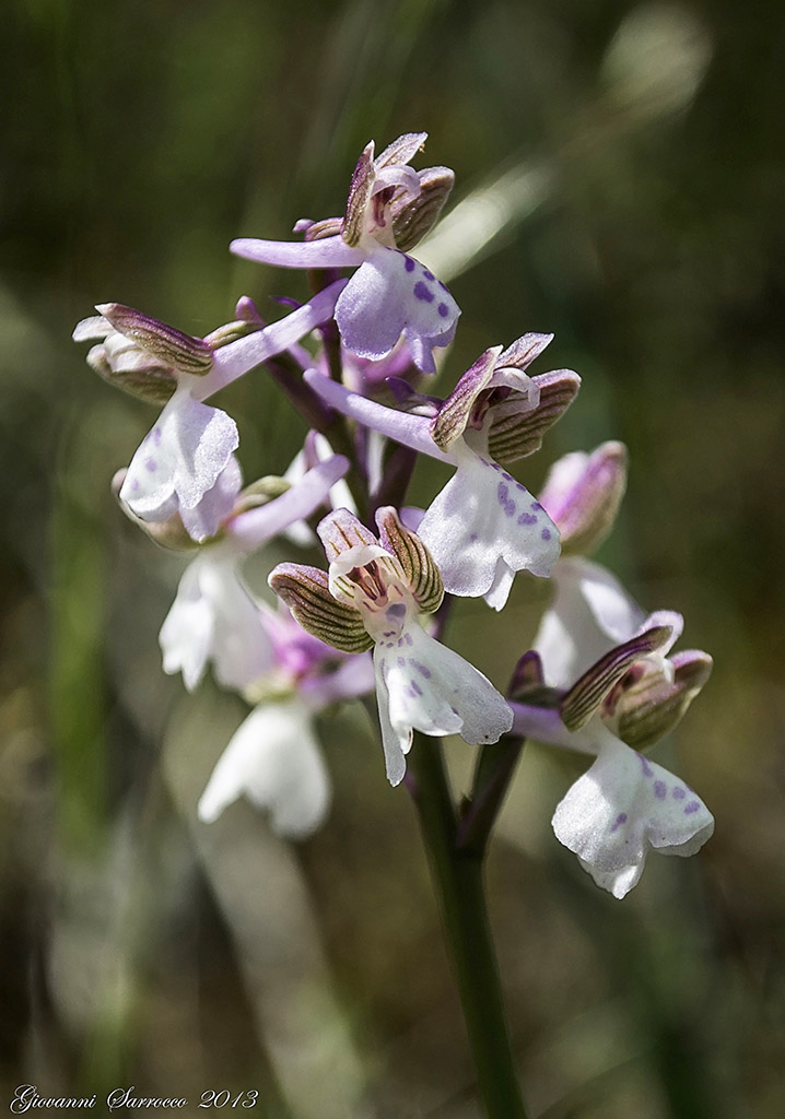 2013 04 28 orchidea a.jpg