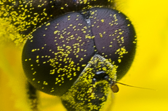 20140818_D7K_0220.jpg