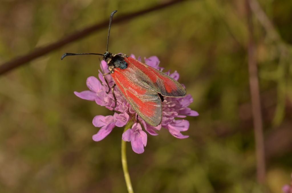 2016521105529_2015.06.19-DSC_0489-lepidotteri-falene-tipo-Zygaena erythrus.JPG