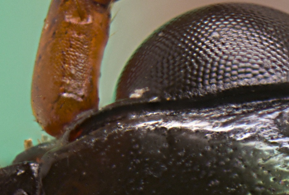 2024-04-14 22-40-52 (C,S1) 30 stack f4 0.jpg