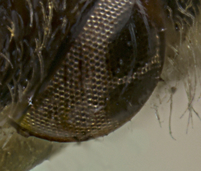 2024-04-15 22-39-17 (C,S1) 80 stack 0.jpg