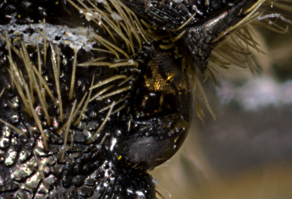 2024-05-03 22-16-30 (C,S1)34 stack 0.070 f5 crop.jpg