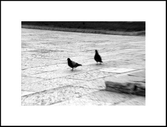 21 b (2piccioni+zoom legg) 2.jpg