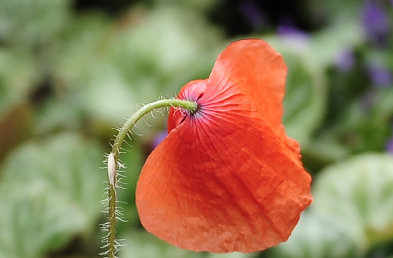 24-70 a 28 f2,8 crop.jpg