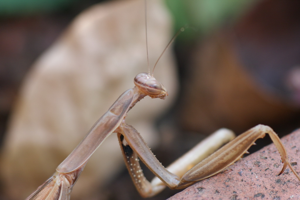 26_09_09-creatures-003_resize.jpg