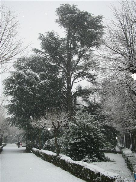 28_12_03_nevicata_Torre_Luserna 031 (Medium).jpg