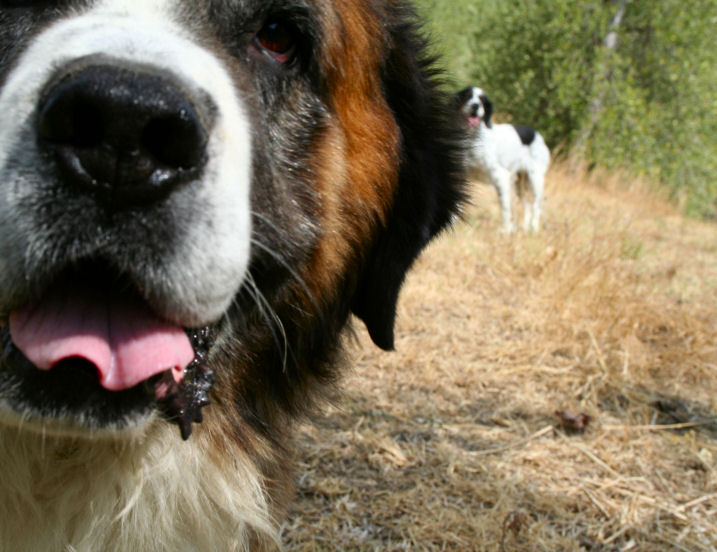 2 cani color.jpg