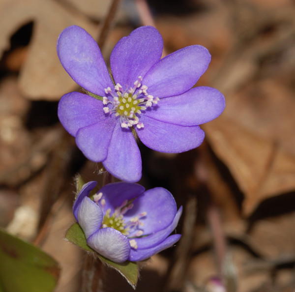 2 fiori.jpg