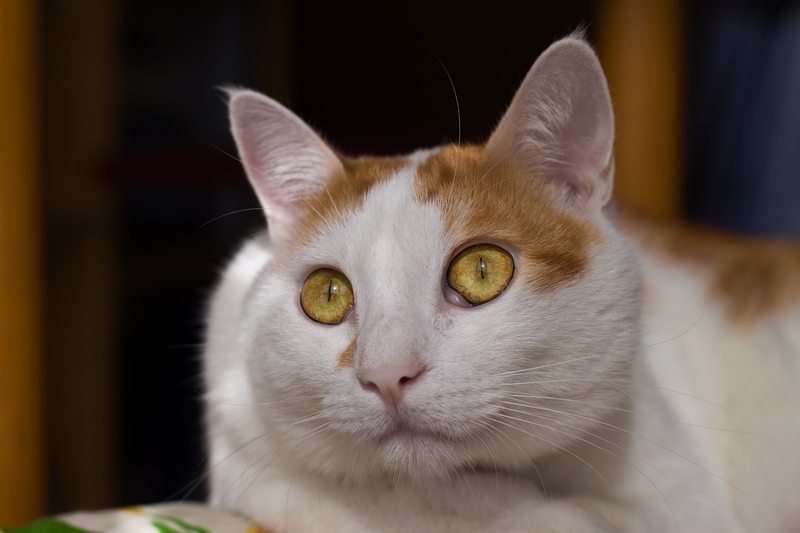 2cippo 50d .jpg