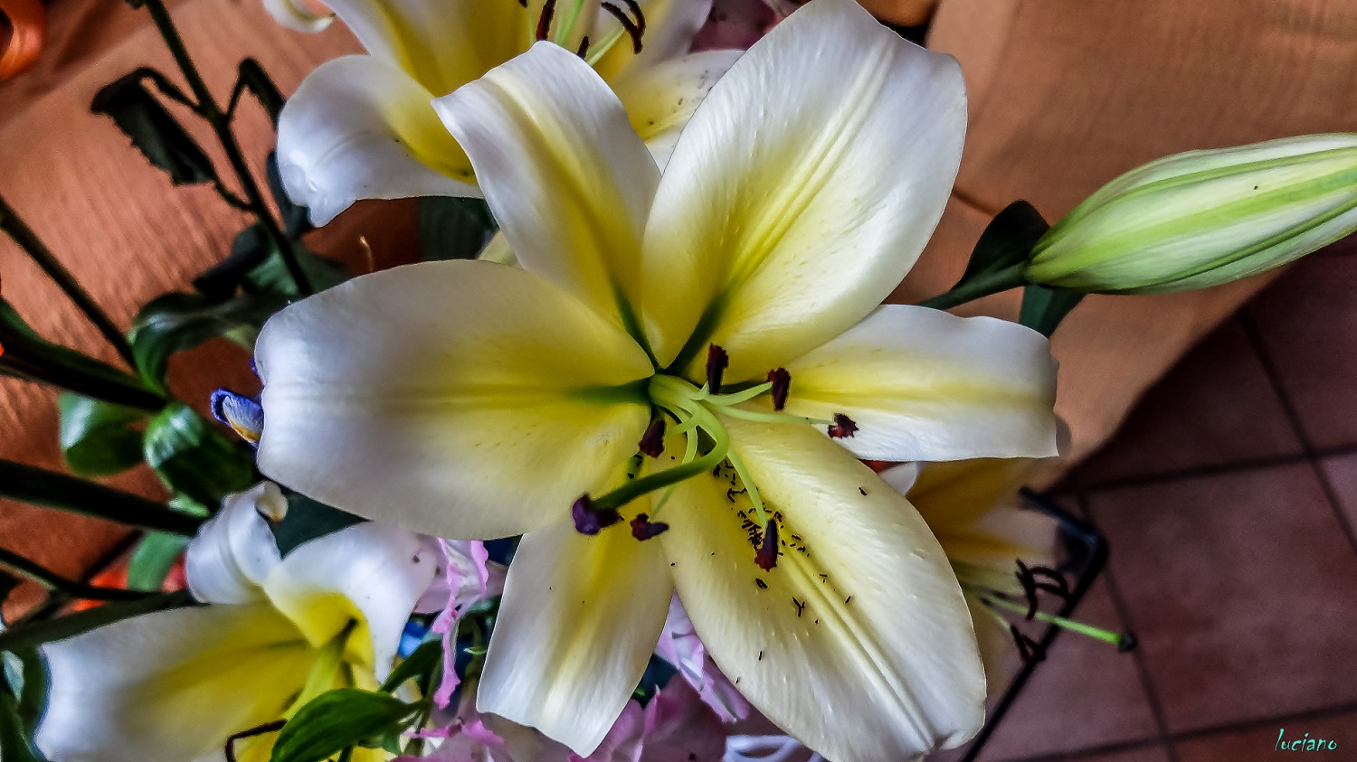 3- 6-4-15 lightroon 5-50.jpg