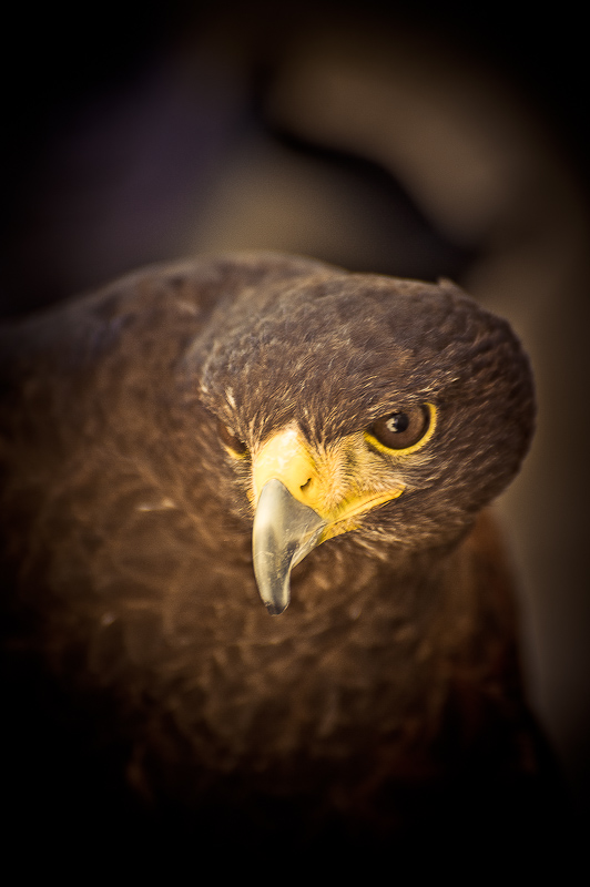30082011-roccacalascio (534 di 705)miccio.jpg