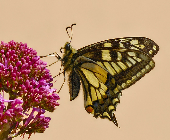 3598web.jpg