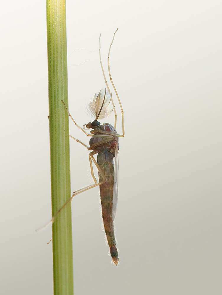 3895 Chironomide e fa parte dell'ordine dei ditteri copia.jpg