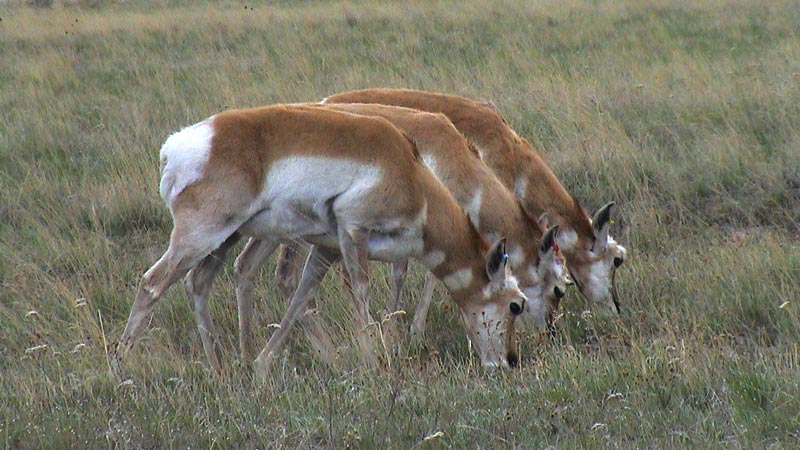 3deers.jpg