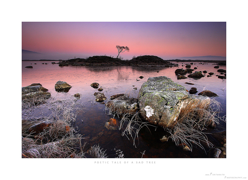 3Poetic-Tale-of-a-sad-Tree.jpg