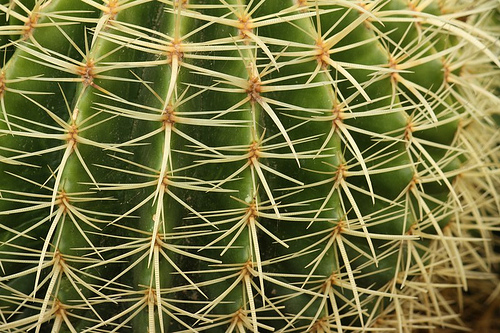 4074577787_9a49c4389b.jpg