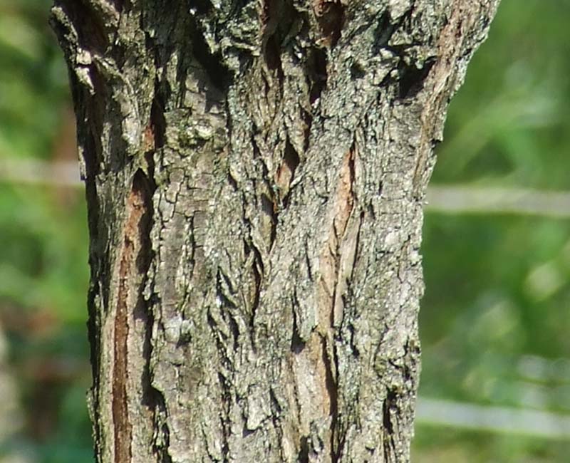 4_5600_crop.jpg