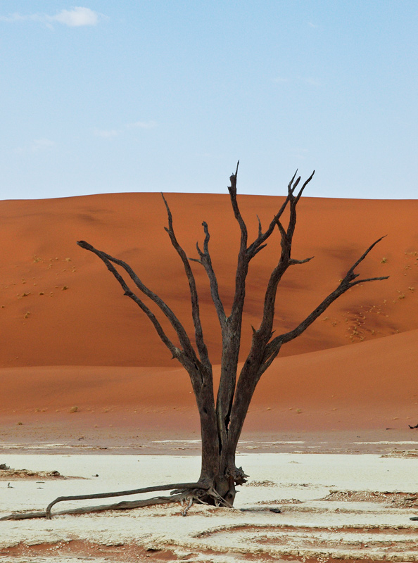 4 Dead-Vlei-bouquetweb.jpg