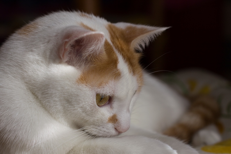 4cippo 50d .jpg