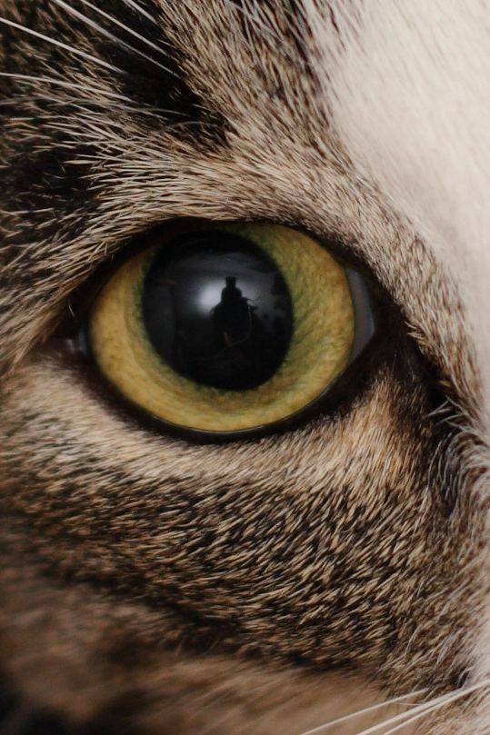 50_f2.8_100%_crop.jpg