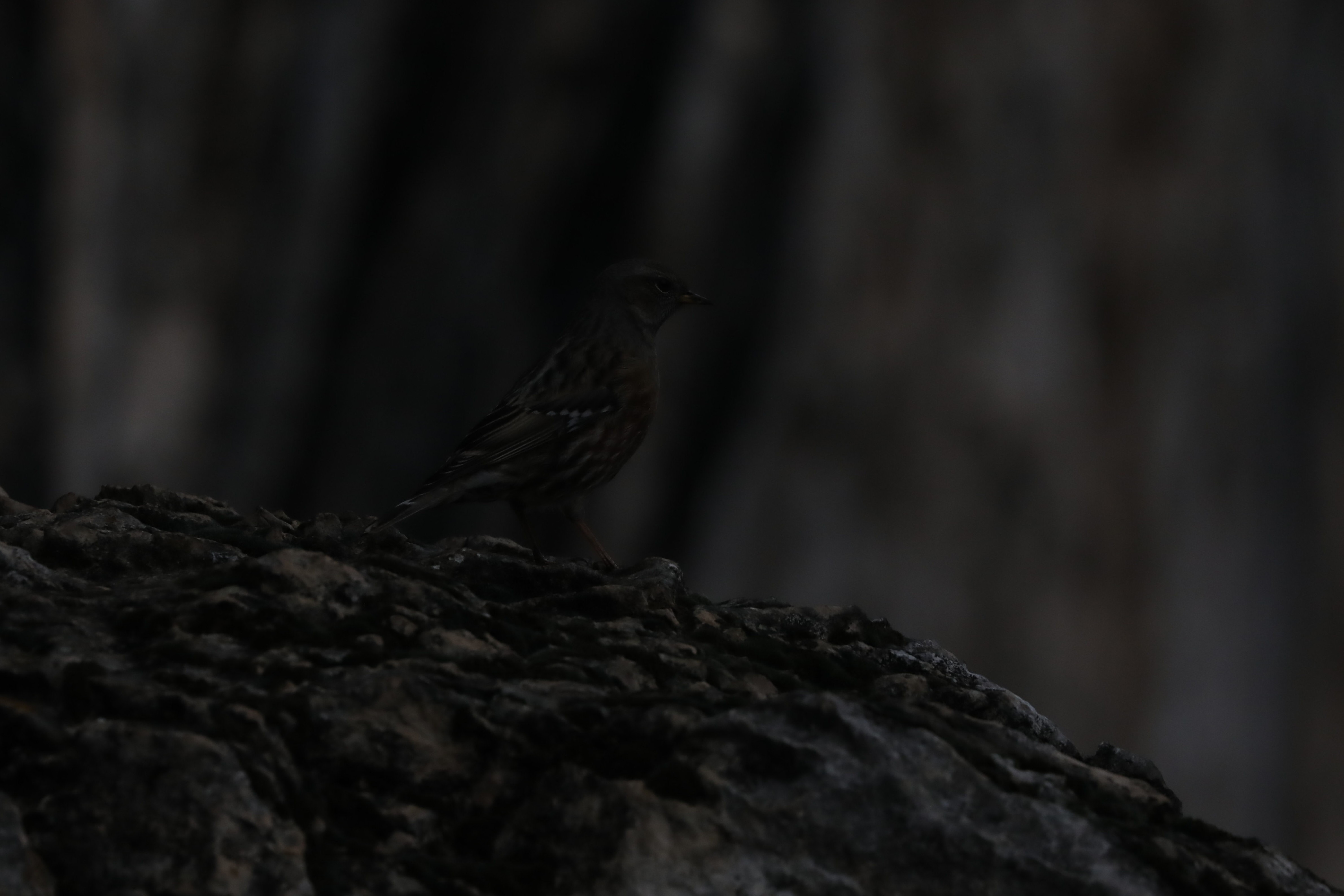 5D4-_41899_cr.jpg