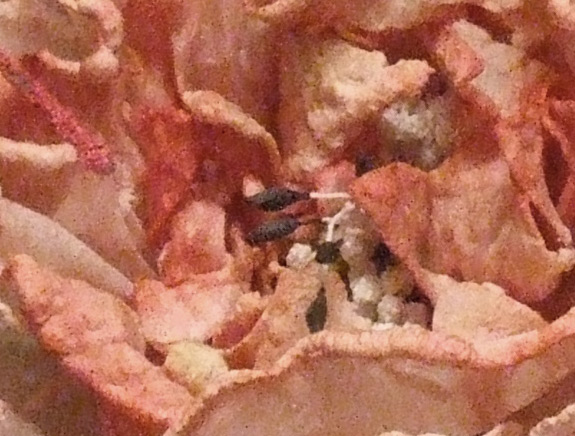 6-1600-iso-9600.jpg