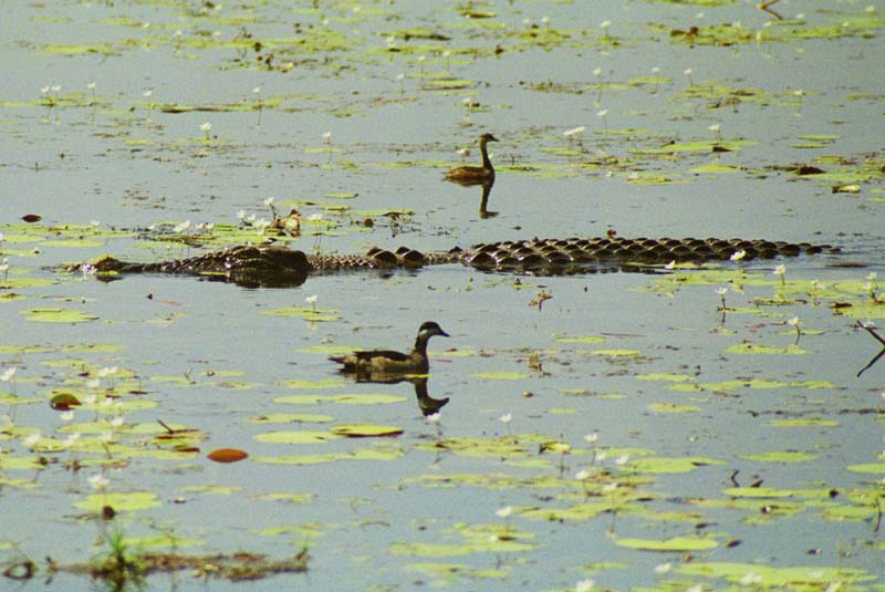 7-Incrocio pericoloso.jpg