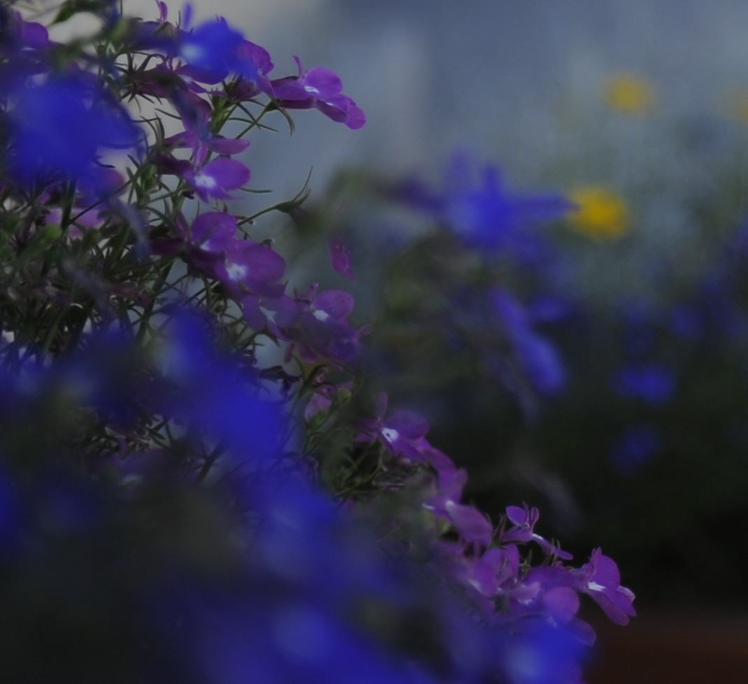 700_4210.jpg