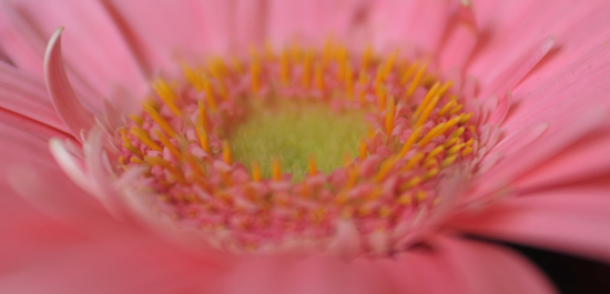 70macro2.8crop.jpg