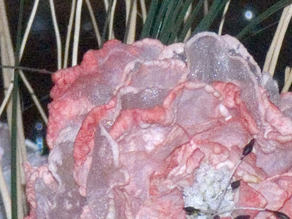 800-iso-camera-raw.jpg