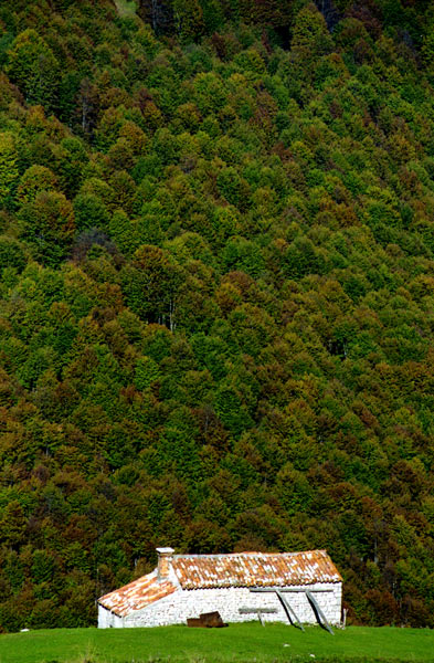 97N-boscoautunno01.jpg