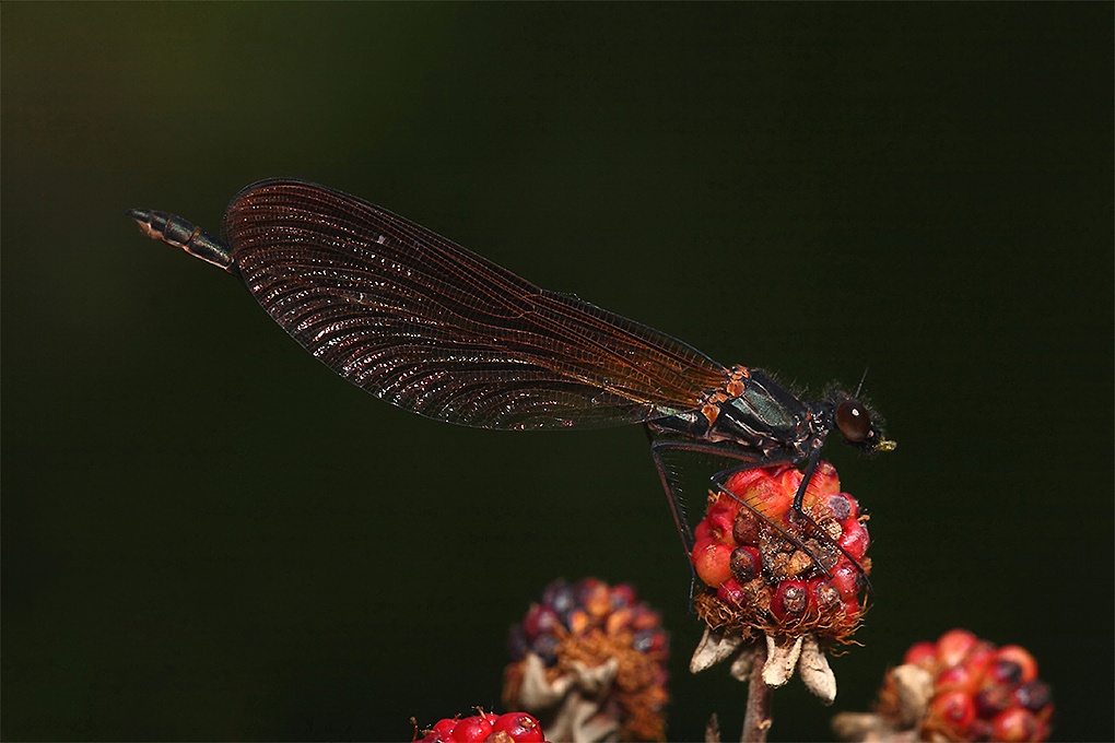 9f.jpg